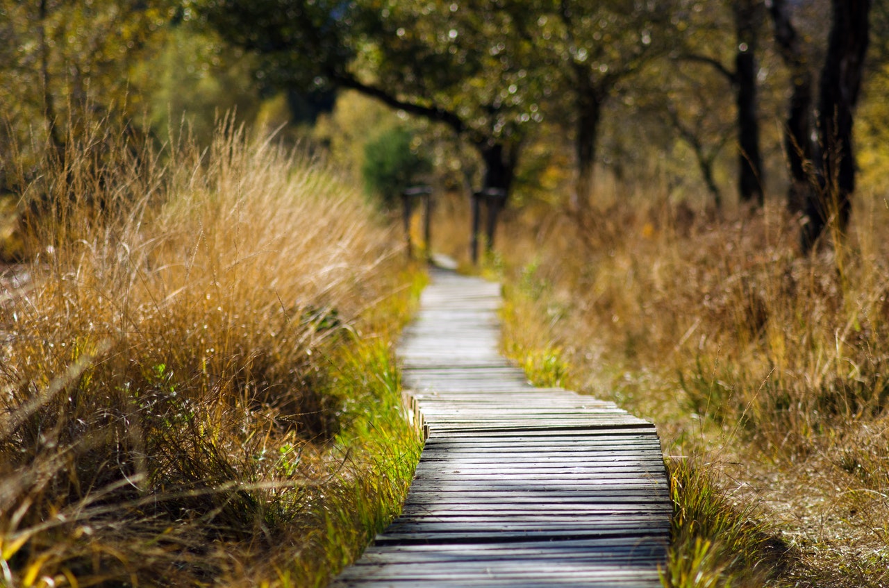 Finding (or Forging) Your Path